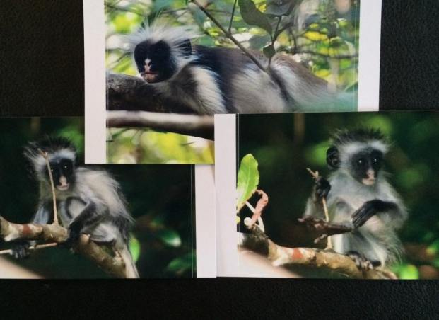 11084521_10152755035478441_1793883173_n