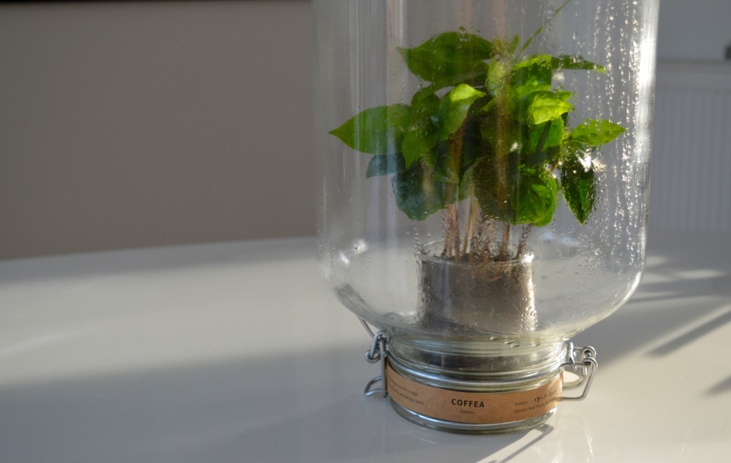 Long live the&nbsp;Pikaplant